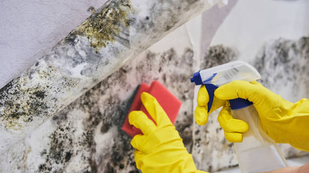 Reliable Malden, MO Mold Remediation Solutions